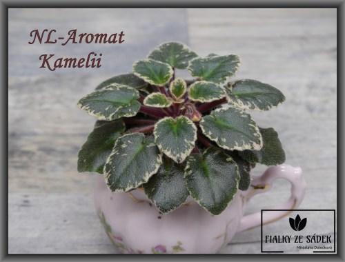NL-Aromat Kamelii